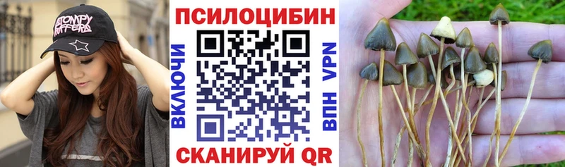 Псилоцибиновые грибы Psilocybe  Купить  Карабаново 